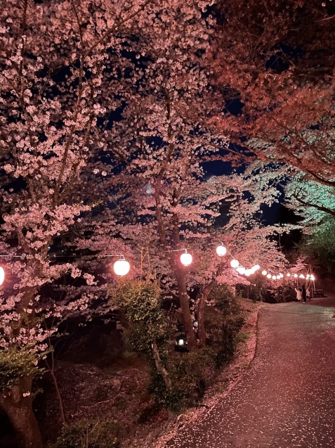 桜吹雪。_a0394574_23063641.jpeg