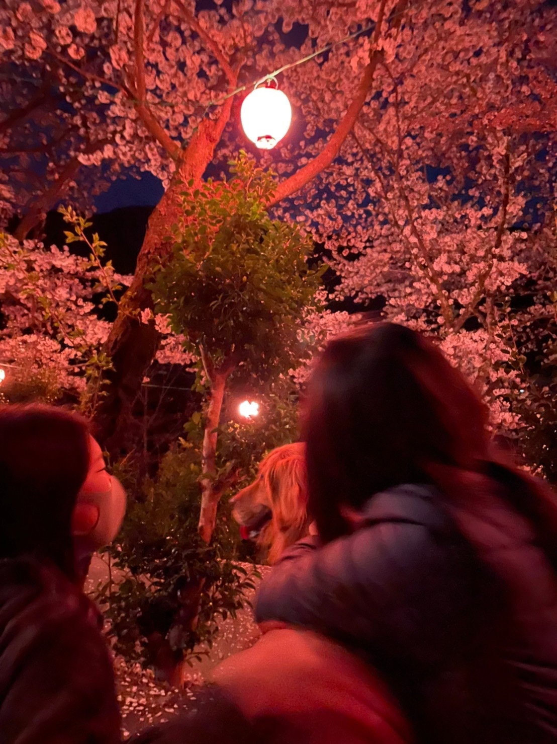 桜吹雪。_a0394574_23090143.jpeg