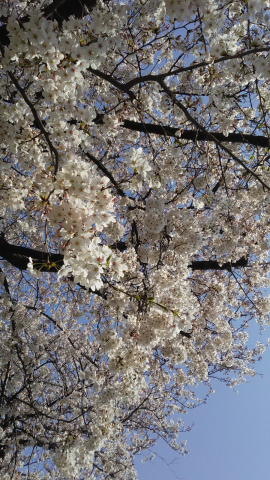 桜の木の下で_d0233891_09153747.jpg