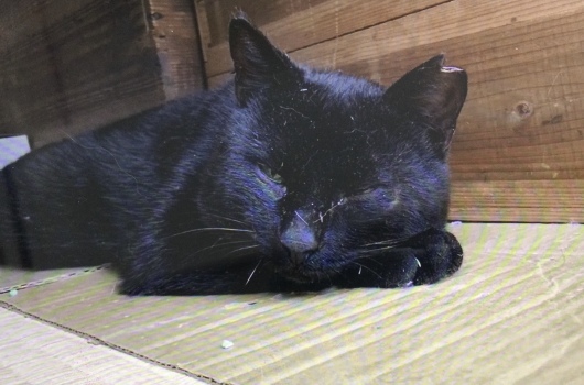 里親募集 もりもりくん 猫と一緒に 里親募集 もりもりくん 猫と一緒に