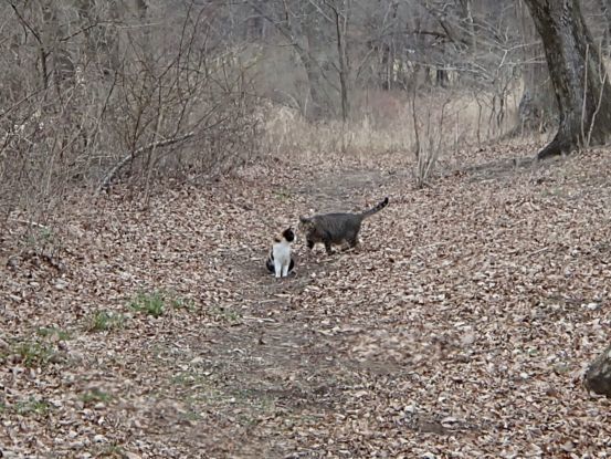 走る猫たち Burnet Hillのパートナーたち