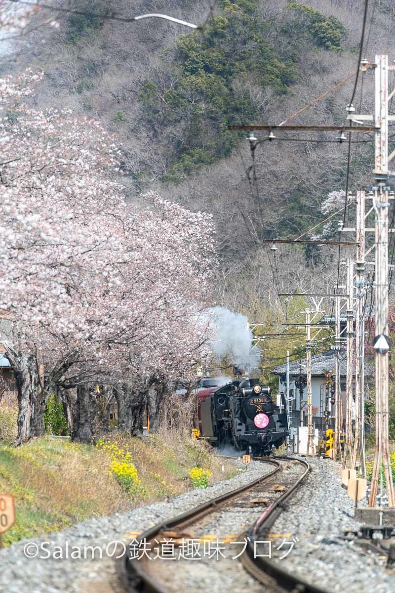 秩父鉄道SL秩父しだれ桜号_f0229311_09145840.jpg