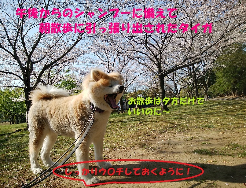 タイガのシャンプー カットの補足 もももの部屋 怖がりで攻撃性の高い秋田犬のタイガ 老犬 雑種のベスの共同生活 保護活動の記録です 時々お空のモカも登場 タイガのシャンプー カットの補足 もももの部屋 怖がりで攻撃性の高い秋田犬のタイガ 老犬 雑種のベスの共同生活 保護活動の記録です 時々お空のモカも登場