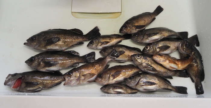 夫の釣果とその後 メバルのお刺身 ゆきだより 日々つれづれ