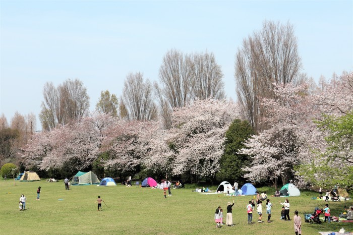  第 二 大 宮 公 園　＆　市 民 の 森 公 園　桜散策_d0150720_18012062.jpg