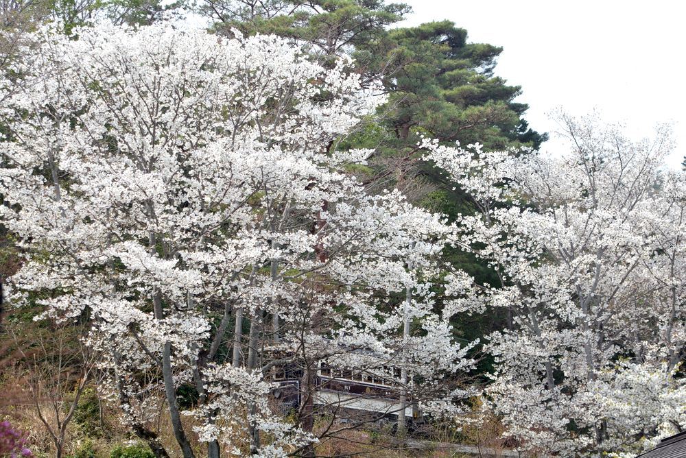 京都市電と4丁目の桜_e0373930_21553733.jpg