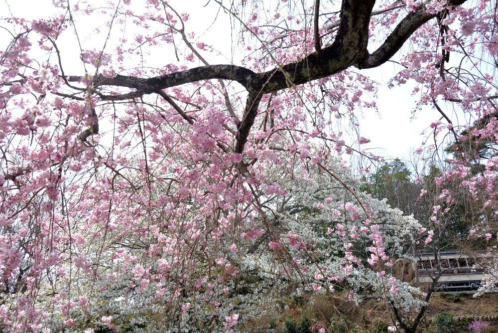 京都市電と4丁目の桜_e0373930_21553782.jpg