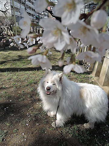 晴れ乞い_c0062832_03032892.jpg