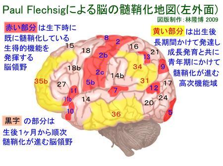 脳の成長はシナプス成長とミエリン化 親方の聞きかじり