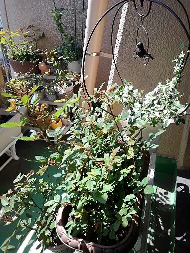 植物園化_d0152937_12024790.jpg