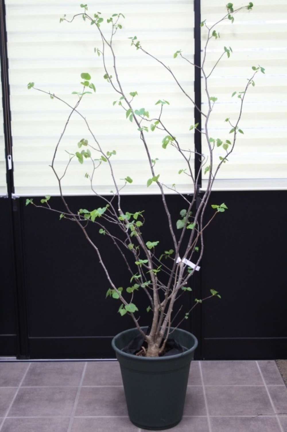 マルバノキ 丸葉木 株立ち 販売 画像 写真 値段 価格 庭木 安行 植木 ... 『良樹形』マルバノキ/株立ち【品番1409 】〖庭木・植木・鉢植え〗