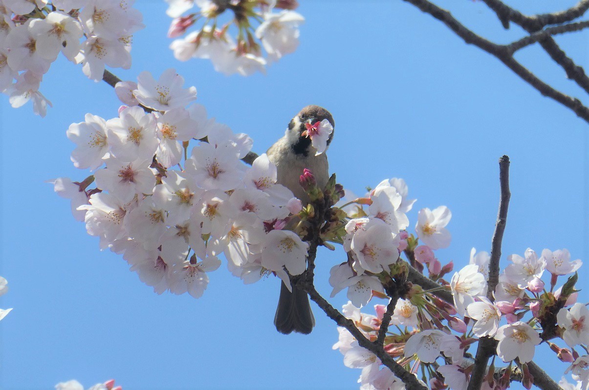 花ラッパ そらいろのパレット