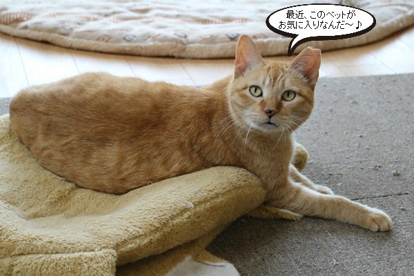 お気に入り場所 保護猫さんのご縁探し お気に入り場所 保護猫さんのご縁探し