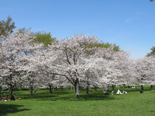 桜_b0133750_15454240.jpg