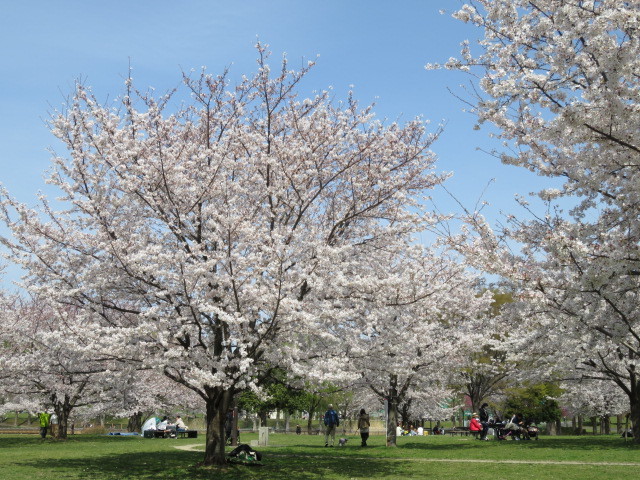 桜_b0133750_15463231.jpg