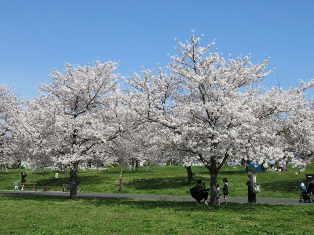 桜_b0133750_15592213.jpg