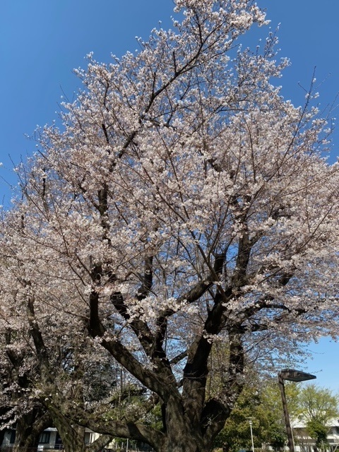 桜に誓う二年後。_e0177453_08412045.jpeg
