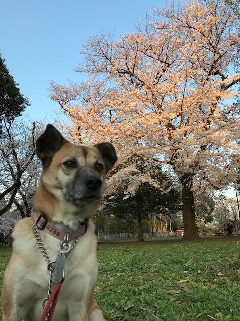 桜の思い出_b0203758_12342604.jpg