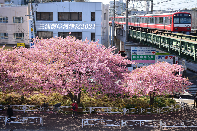 満開の頃 『三浦海岸河津桜2021』⑭_d0251161_08053934.jpg