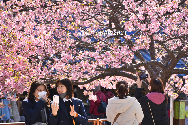 満開の頃 『三浦海岸河津桜2021』⑭_d0251161_08140218.jpg