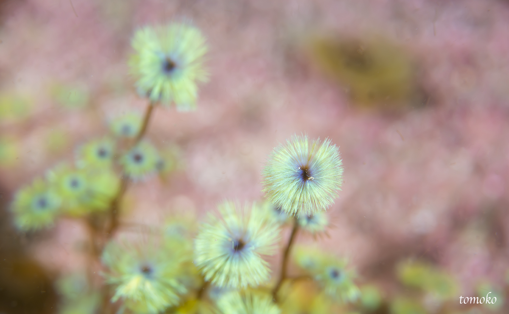 ボロカサゴ_e0158261_17260378.jpg