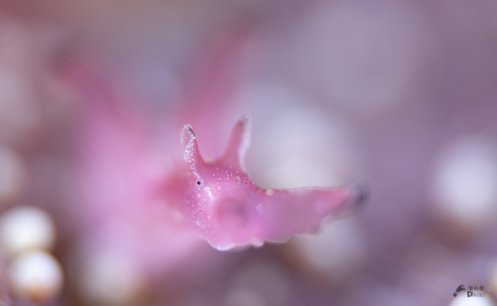 ボロカサゴ_e0158261_17262939.jpg