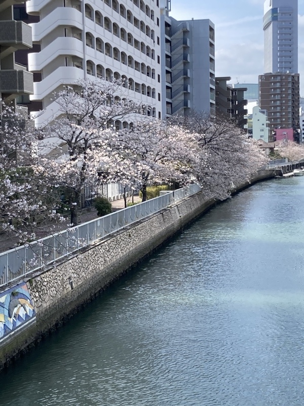さくら_b0351169_23423128.jpeg