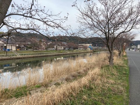 さくらが春に咲く意味がわかるようになった気がする_f0009169_09215750.jpg