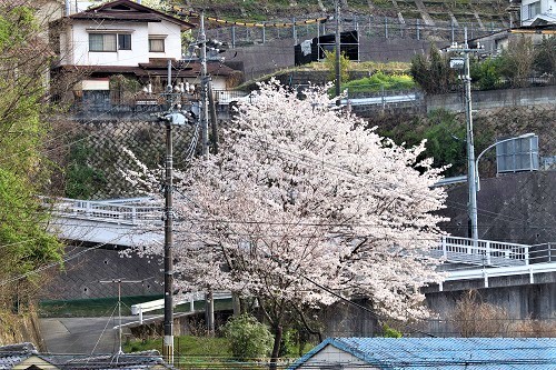 スケッチ、安浦の桜_e0175370_11100156.jpg