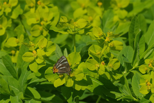 ノウルシとトラフ_e0167571_17435059.jpg