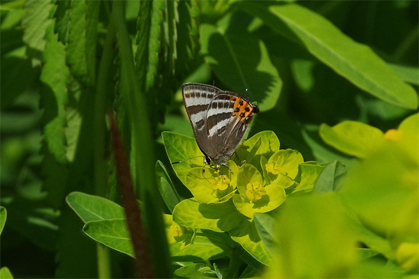 ノウルシとトラフ_e0167571_17444262.jpg