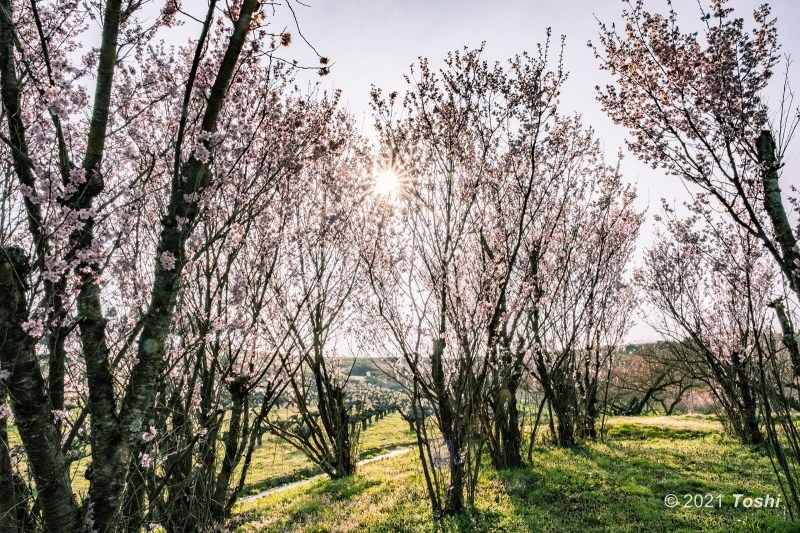 下市・啓翁桜_c0350572_22210523.jpg