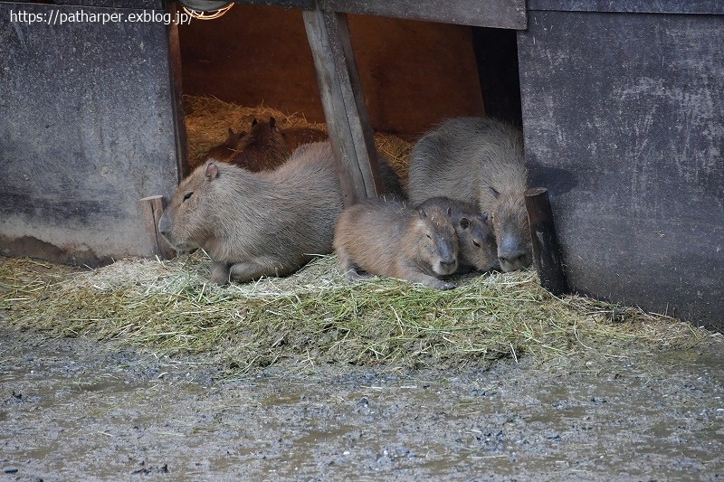 ２０２１年３月　とくしま動物園　その４_a0052986_07185419.jpg