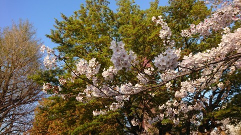 桜が満開。Cherry blossoms at their peak!_c0019088_09473059.jpg