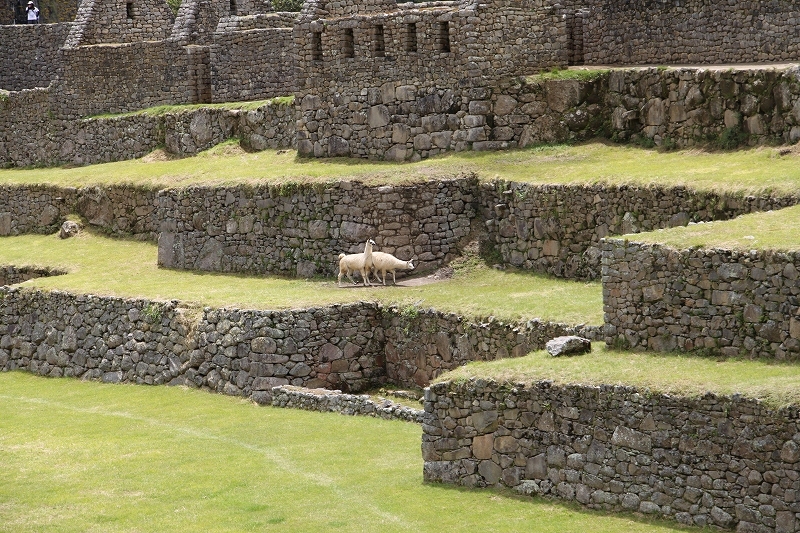スキン画像 南米 マチュピチュ遺跡のアルパカ ハッピー リタイア ライフ