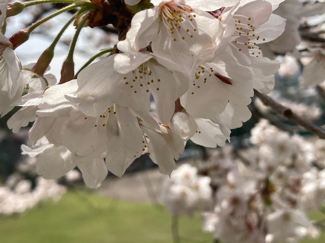 sakura osanpo /  ten_d0135801_16000034.jpg