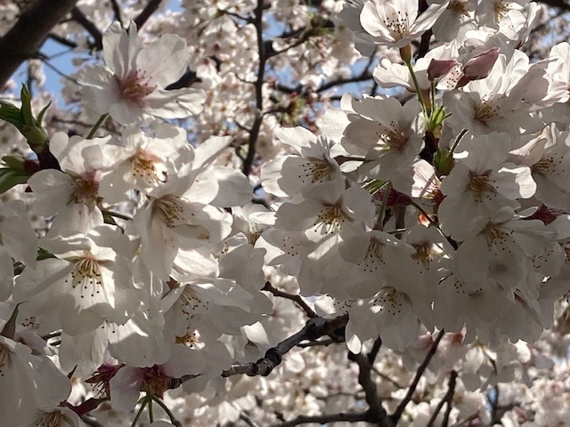 sakura osanpo /  ten_d0135801_16012027.jpg