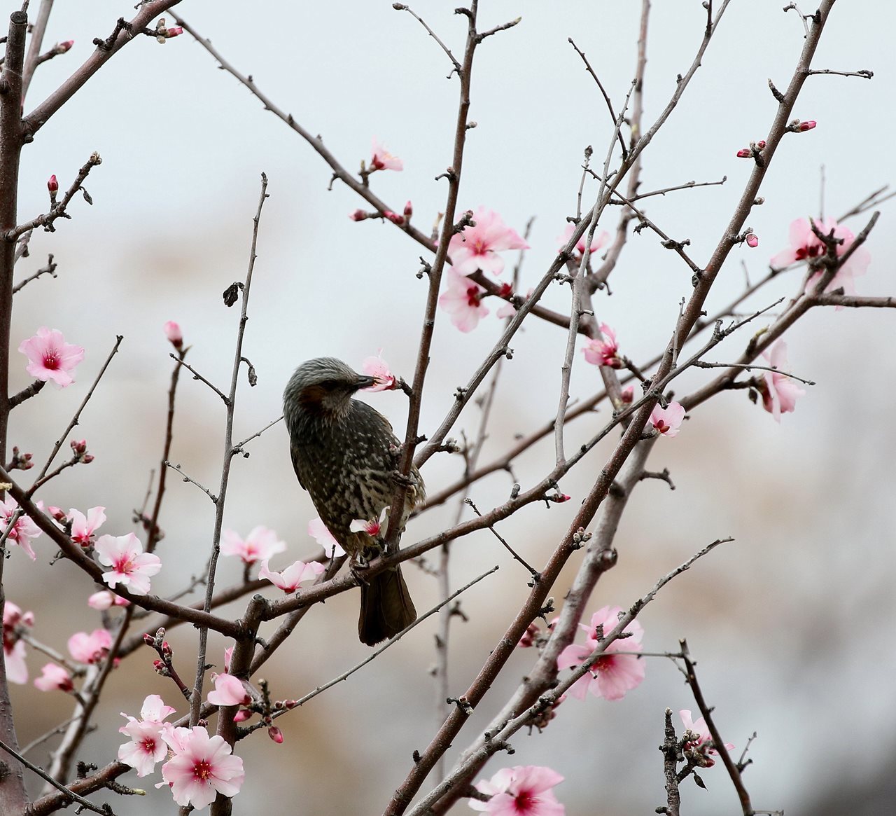 アーモンドの木にメジロを期待したが 一期一会の野鳥たち アーモンドの木にメジロを期待したが 一期一会の野鳥たち