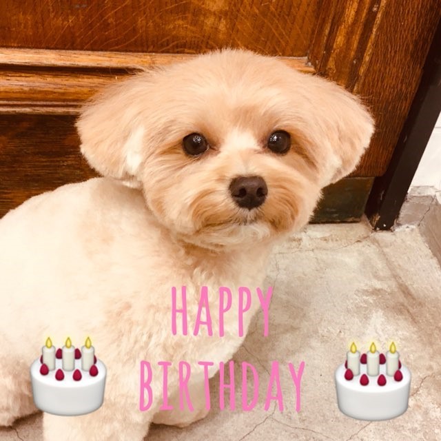 ☆ Happy Birthday ・ ぽんずちゃん ☆_d0060413_17480721.jpg