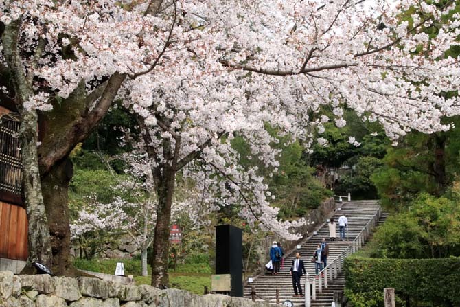 山門の桜が満開に　知恩院_e0048413_21422131.jpg