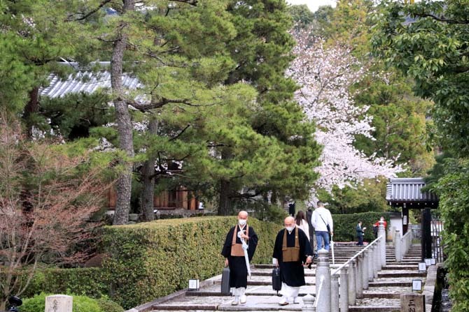 山門の桜が満開に　知恩院_e0048413_21422850.jpg