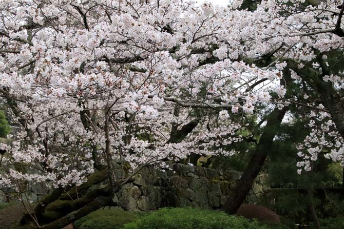 山門の桜が満開に　知恩院_e0048413_21423289.jpg