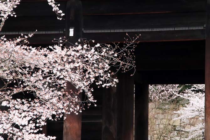 山門の桜が満開に　知恩院_e0048413_21423939.jpg