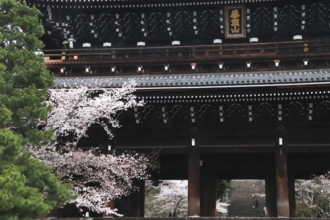 山門の桜が満開に　知恩院_e0048413_21425687.jpg