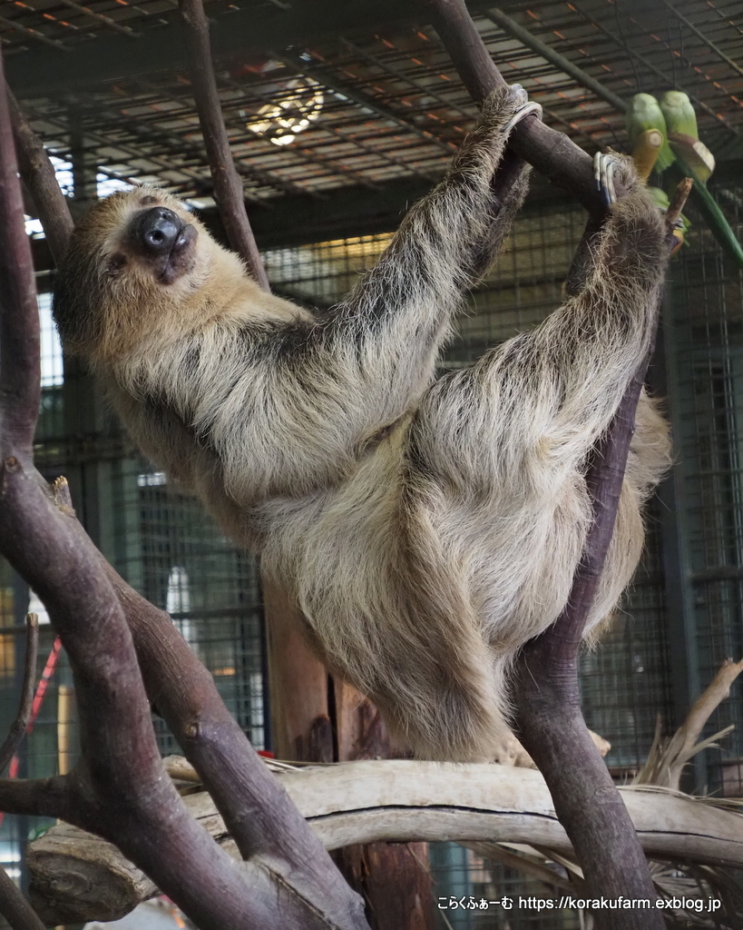 王子のナマケモノさん近況 (2021/3)～アジェンダさんこんにちは : こ