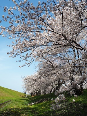 近場でお花見_f0129726_17463208.jpg