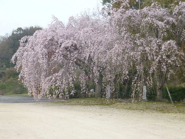 世田薬師の枝垂れ桜_e0334127_15403150.jpg