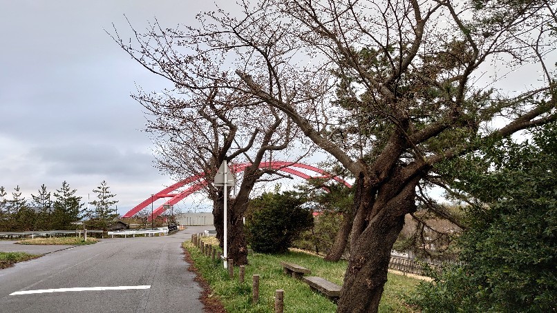 今朝の大河津分水の桜_b0237229_19294571.jpg