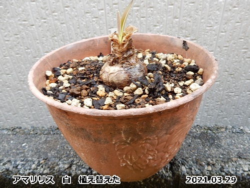 アマリリスの植え替え 自然とともに生きる