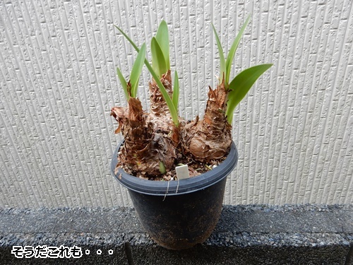 アマリリスの植え替え 自然とともに生きる